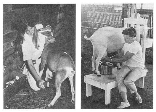 LEFT: Brushing down a young goat. RIGHT: Milking a stanchioned doe on her milking platform.